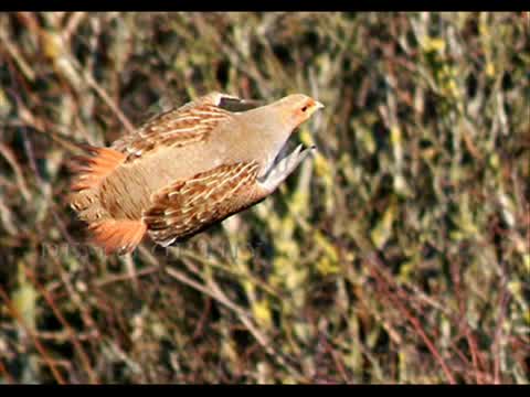 Michel Delpech - Le chasseur