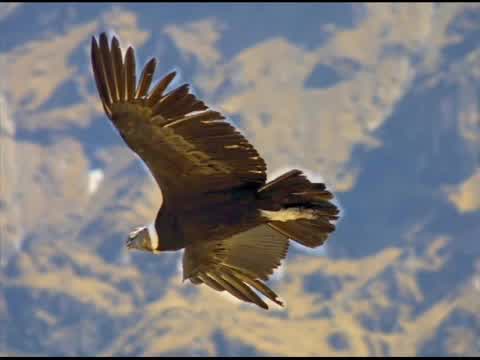 Ray Conniff - El condor pasa